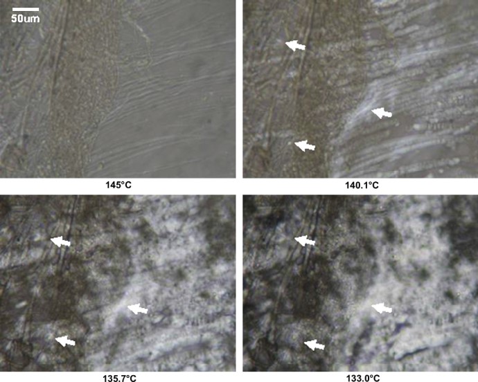 Crystallization of oriented isotactic polypropylene (iPP) in the presence of in situ poly(ethylene terephthalate) (PET) microfibrils