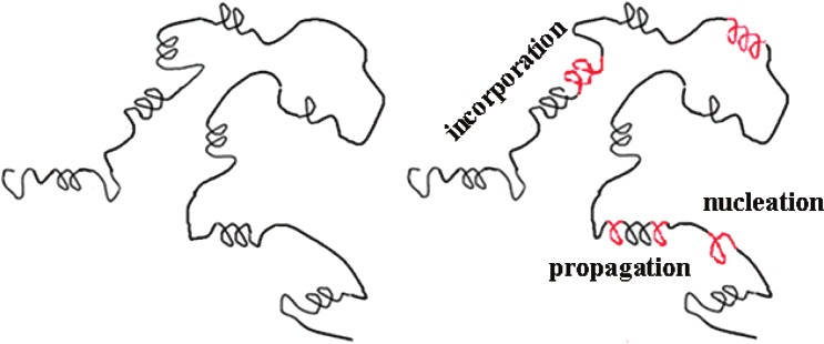  Shear-induced conformational ordering in the melt of isotactic polypropylene.