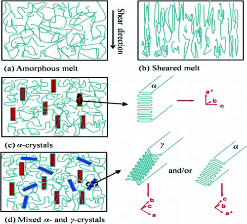 Suppressing of gamma-crystal formation in metallocene-based isotactic polypropylene during isothermal crystallization under shear flow