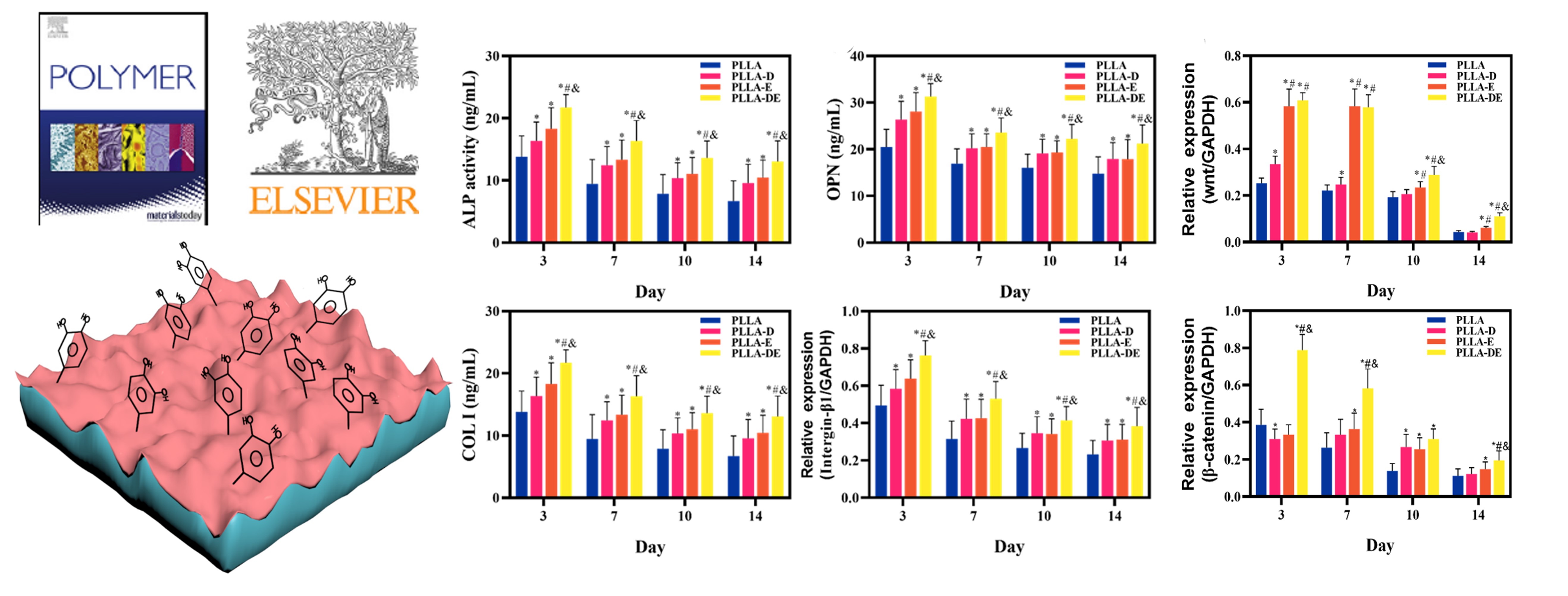 Combination of nanolamellae and PDA coating on promoting the long-term adhesion, proliferation, and differentiation of osteoblasts