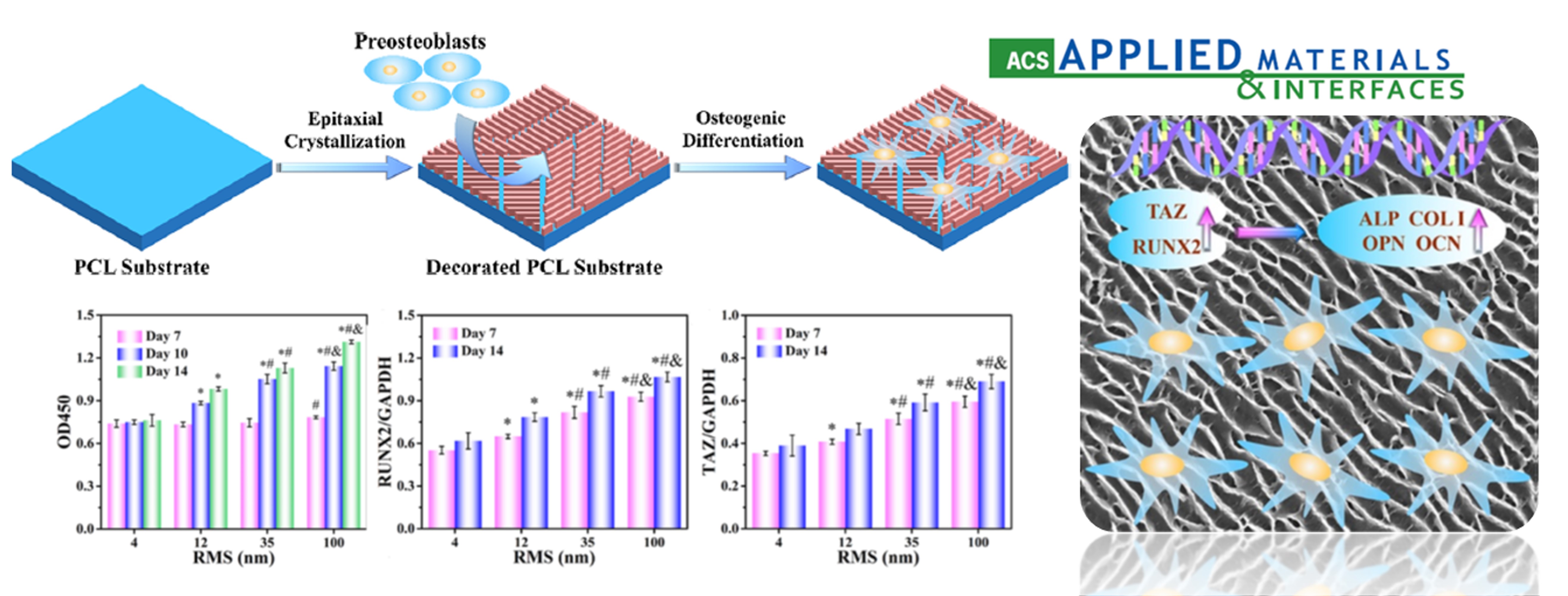 Surface Epitaxial Crystallization-Directed Nanotopography for Accelerating Preosteoblast Proliferation and Osteogenic Differentiation.