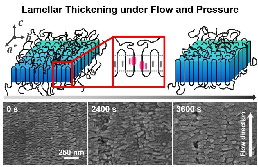 Role of Lamellar Thickening in Thick Lamellae Formation in Isotactic Polypropylene When Crystallizing under Flow and Pressure.