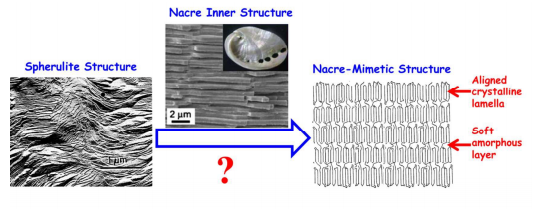 Nacre-mimetic superstructure of poly(butylene succinate) structured by intense shear flow and ramie fiber as a promising strategy for simultaneous reinforcement and toughening.
