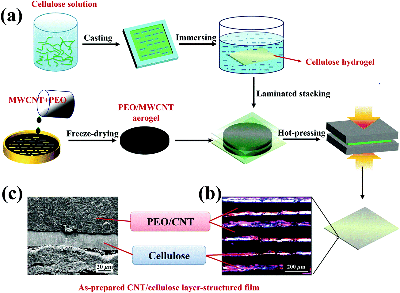 Tunable electromagnetic interference shielding effectiveness via multilayer assembly of regenerated cellulose as a supporting substrate and carbon nanotubes/polymer as a functional layer