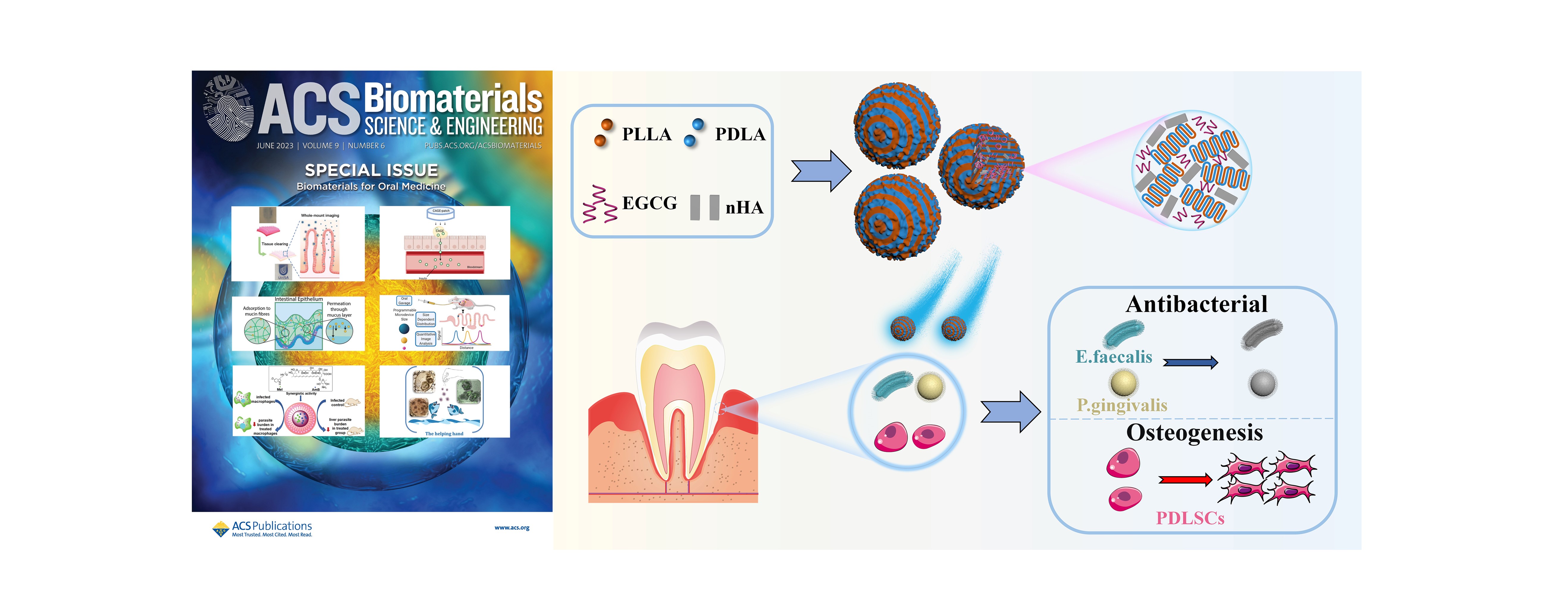 Scalable Fabrication of Polymeric Composite Microspheres to Inhibit Oral Pathogens and Promote Osteogenic Differentiation of Periodontal Membrane Stem Cells